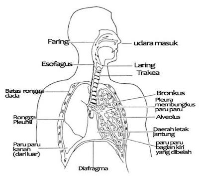 Gambar bagian alat organ pernapasan pada manusia