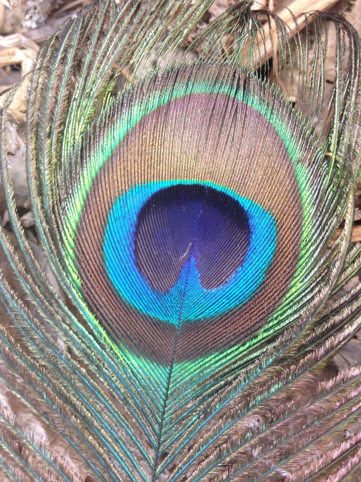 World Bird Sanctuary Birdlore The Hundred Eyes Of The Peacock world-bird-sanctuary-birdlore-the-hundred-eyes-of-the-peacock