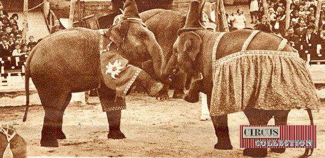 deux éléphant en costumes folklorique