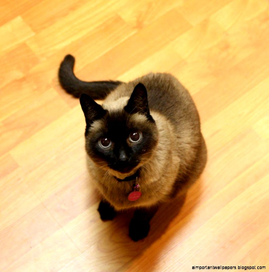 Wallpapers For Cute Siamese Kittens Wallpaper  HD Wallpapers Range