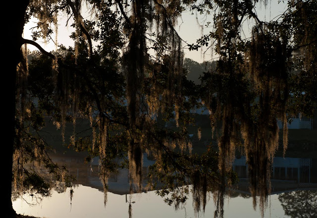 Evening light brightens dark hanging spanish moss.