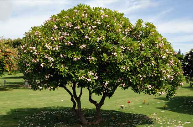 pohon kamboja