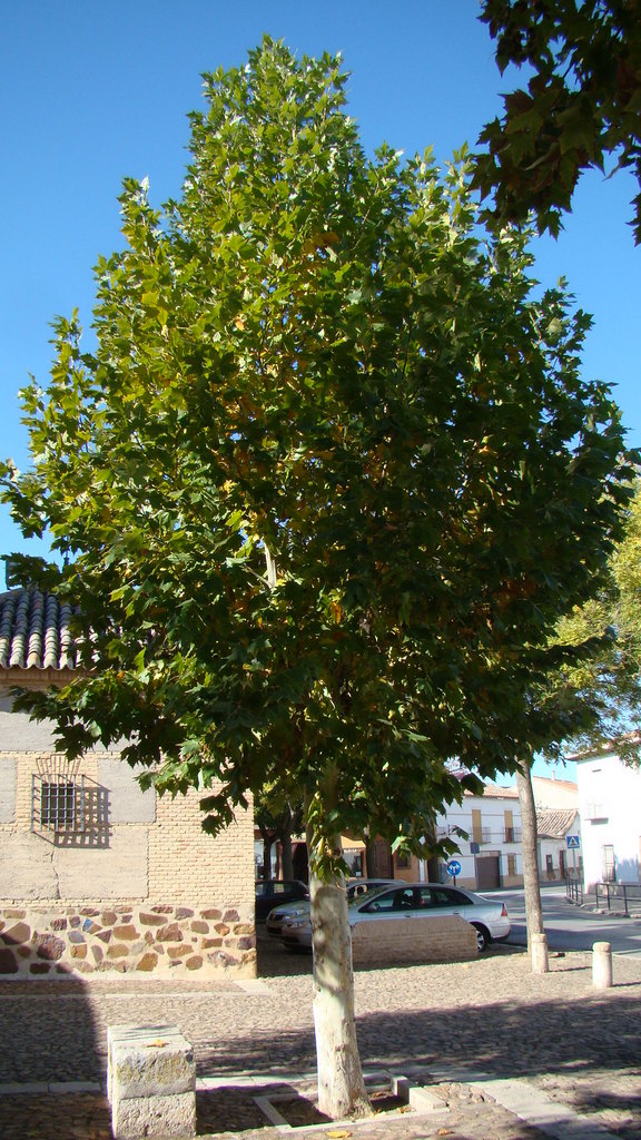 Biosfera vegetal. Plátano de sombra (Platanus × hispanica Mill. ex