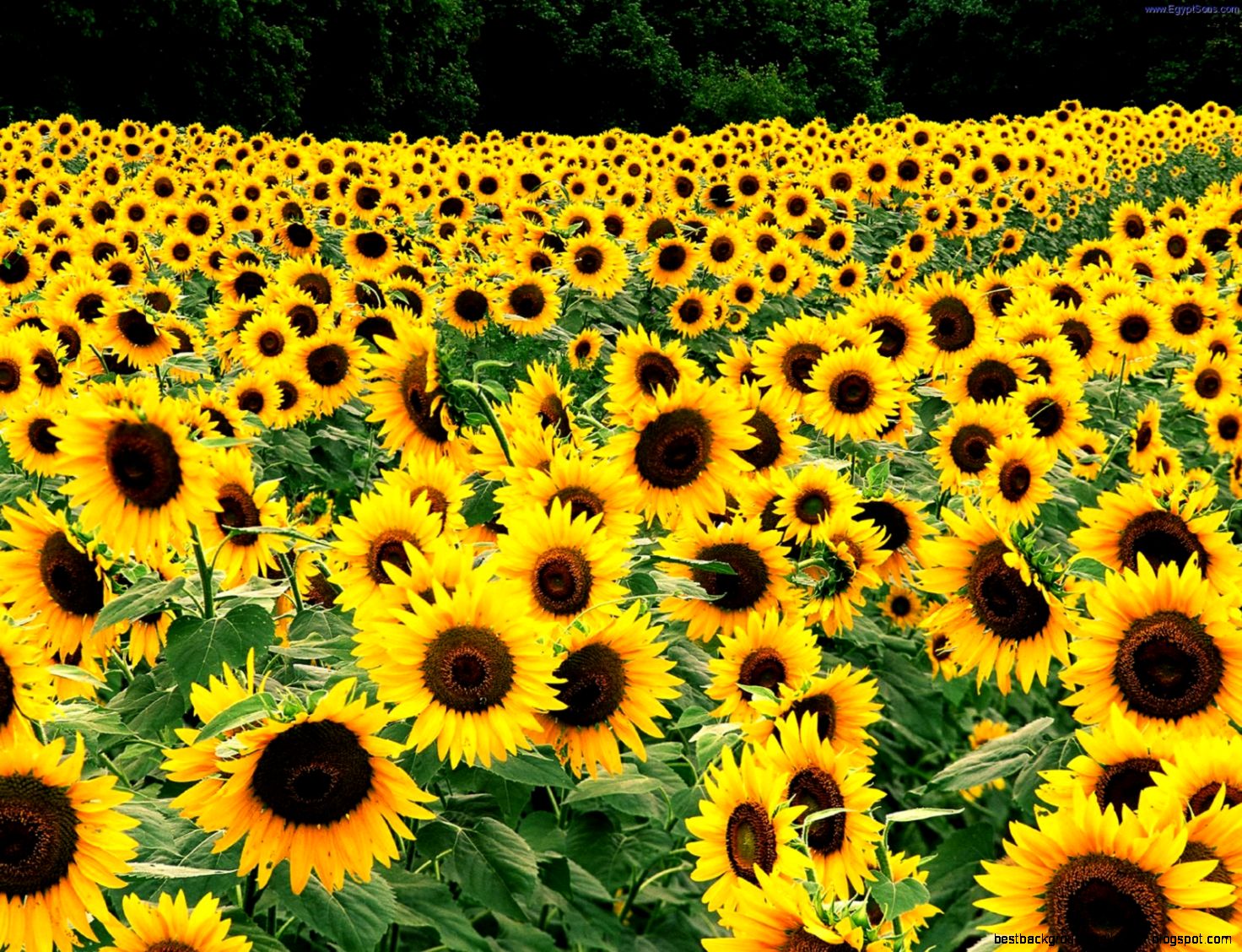 Yellow Sunflower Field