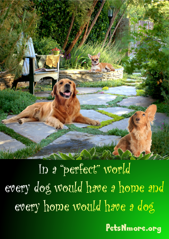 Pets N More: Inspiring Quotes For People Who Love Animals