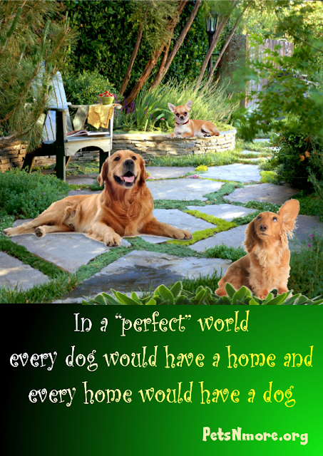  animal, dog, cat, pet, animal, inspiring quotes for animal lovers, petsnmore.org