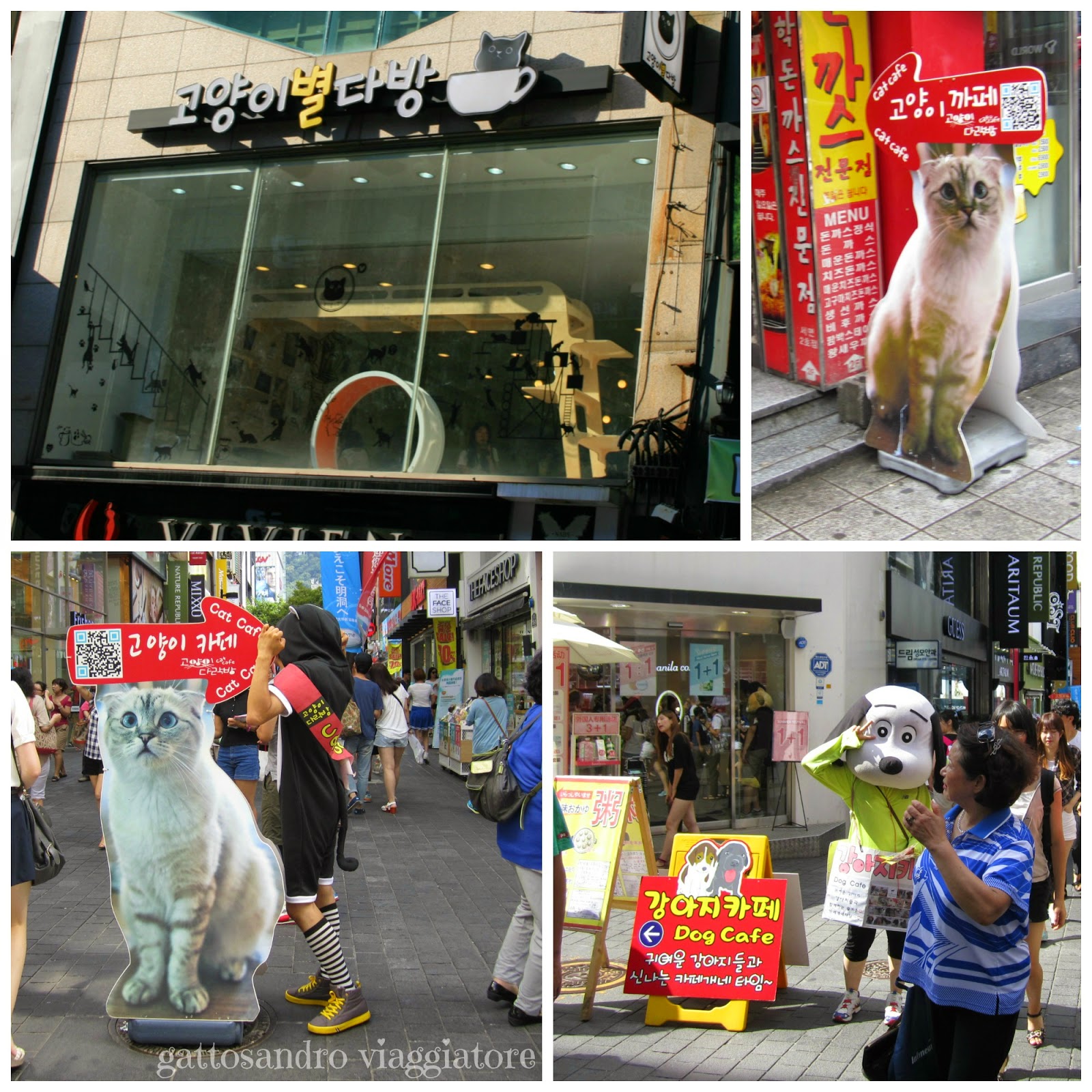 korean cat cafe 