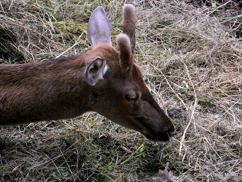 Erbivore, Tg. Murez ZOO. Deers at the Targu Mures Zoo. Gradina Zoologica Tirgu Mures