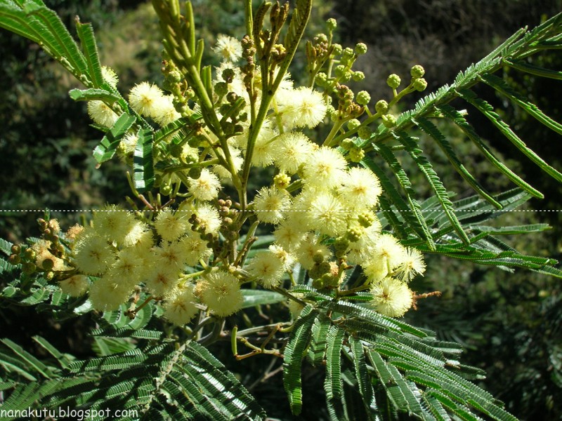 Flowers And Meanings Acacia Flower Picture And Meaning