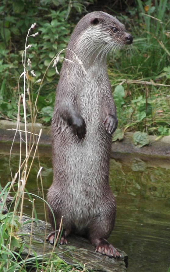 Otter Standing in two Legs