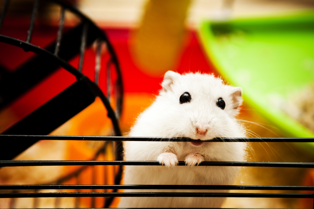 Sad hamster violin hamster. Хомяк грызет. Хомячок грызет клетку. Клетка для сирийского хомяка. Хомяк грызет клетку.