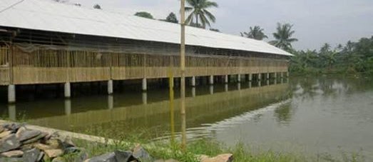 Budidaya Ikan Gurame Modern & Sirkulasi Tanpa Listrik