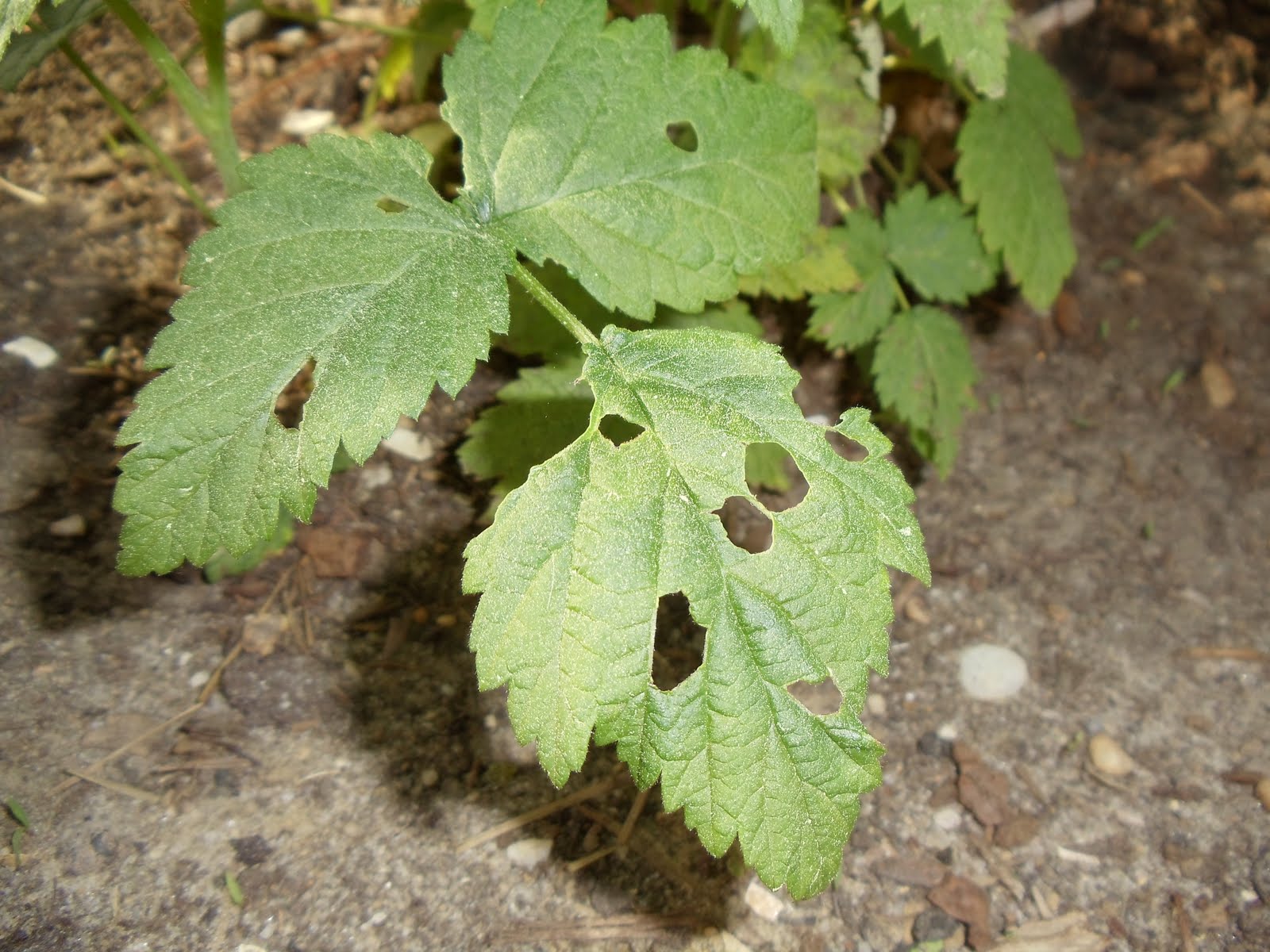 Debbie's Potager Pest Attack (Already?!!)