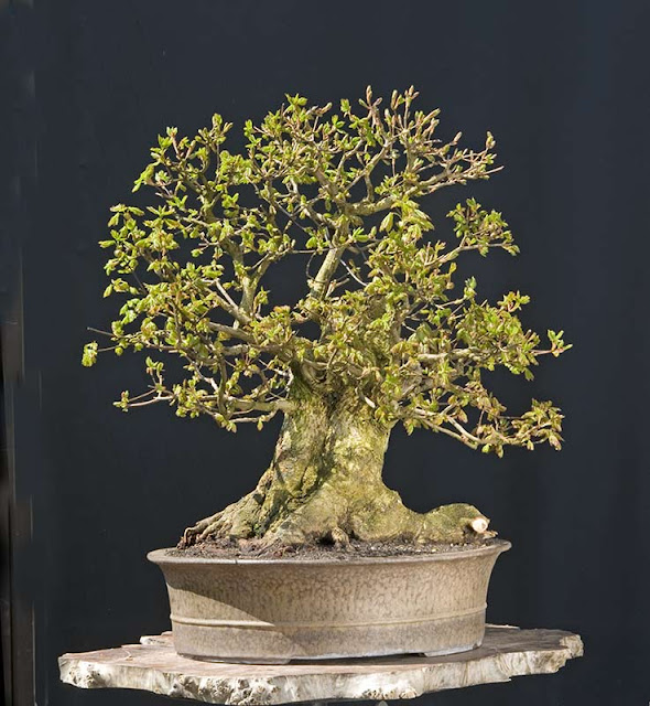 Walter Pall Bonsai Adventures hollow field maple 4 repotted