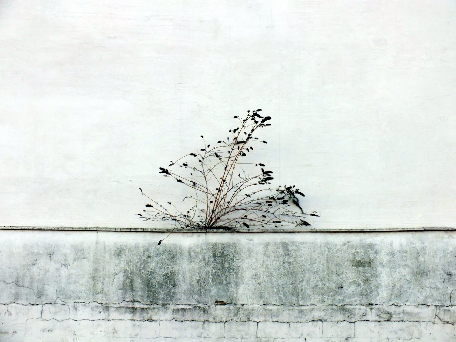 A Bad Witch S Blog Buddleia For Bees Butterflies And Breaking Free