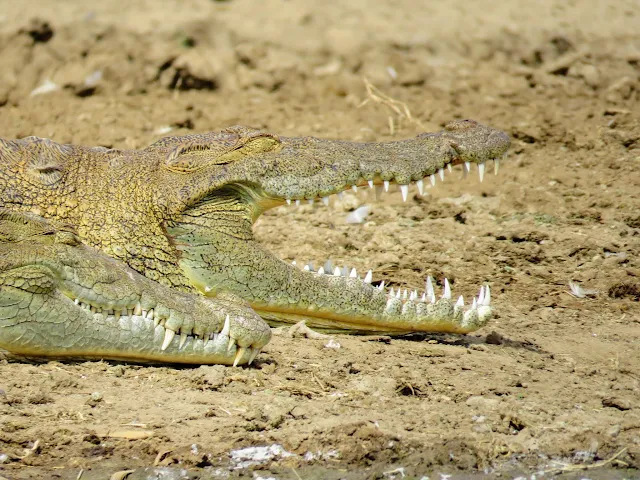 Close-up of Crocodile with sharp teeth on the Kazinga Channel in Uganda