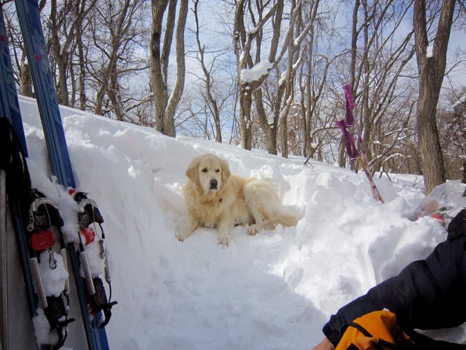 雪と犬