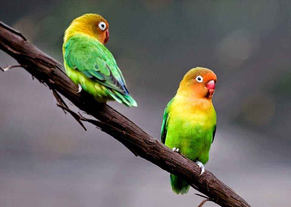 What's Cute This Week! Zoo Atlanta Fischer's Lovebirds