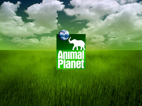 History of All Logos: All Animal Planet Logos