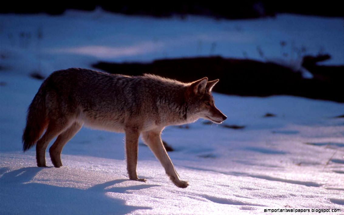 Coyote Wallpapers 12   HD wallpapers backgrounds