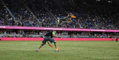 The High Flying Disc Dog Vader at the Earthquakes Game Halftime Show