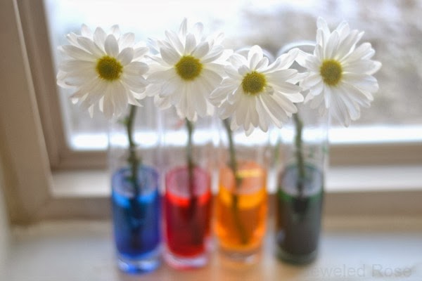 Learn about plants and how they thrive with the color changing flower experiment for kids!  This flower rainbow is made using food coloring and makes a great science fair project for elementary! #rainbowflowers #rainbowflowerexperiment #flowers #colorchangingflowers #flowerexperimentfoodcoloring #flowerexperimentsforkids #dyeingflowers #sciencefairprojects #scienceexperimentskids 