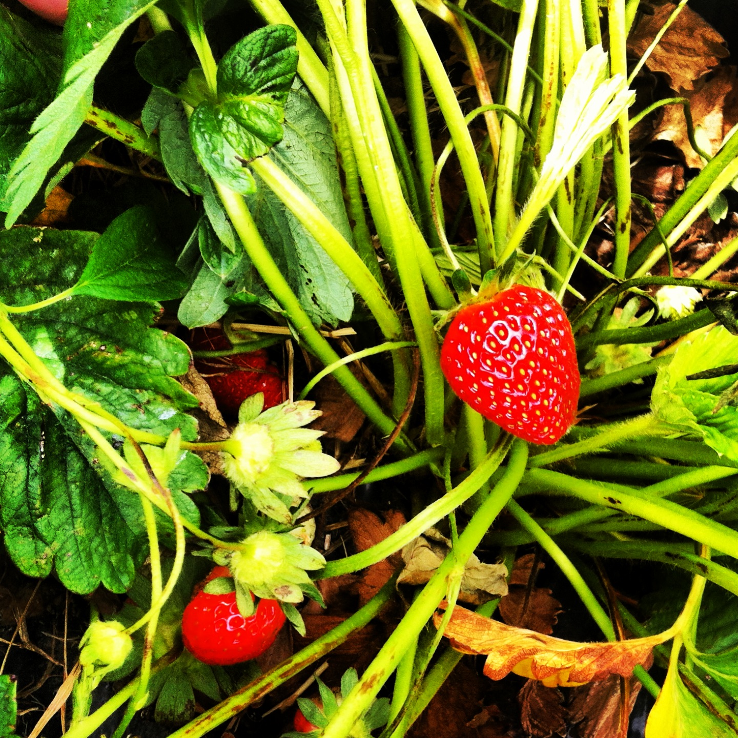 Thing To Do Strawberry Picking! Charisa Darling
