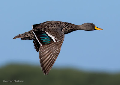 Fast Flying Duck - Woodbridge Island / Milnerton Golf Course