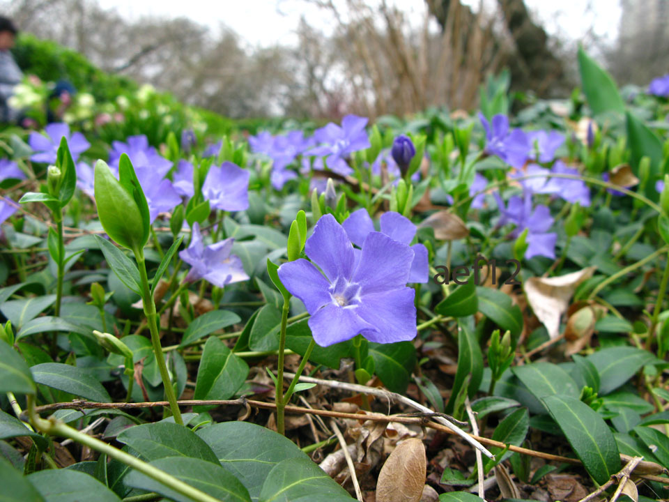 arborboy Vinca minor (periwinkle) in bloom