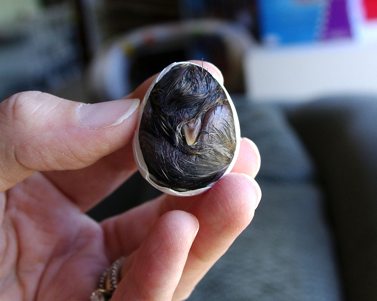 The Beneficial Bee The Quail that Never Hatched and Other Life Lessons