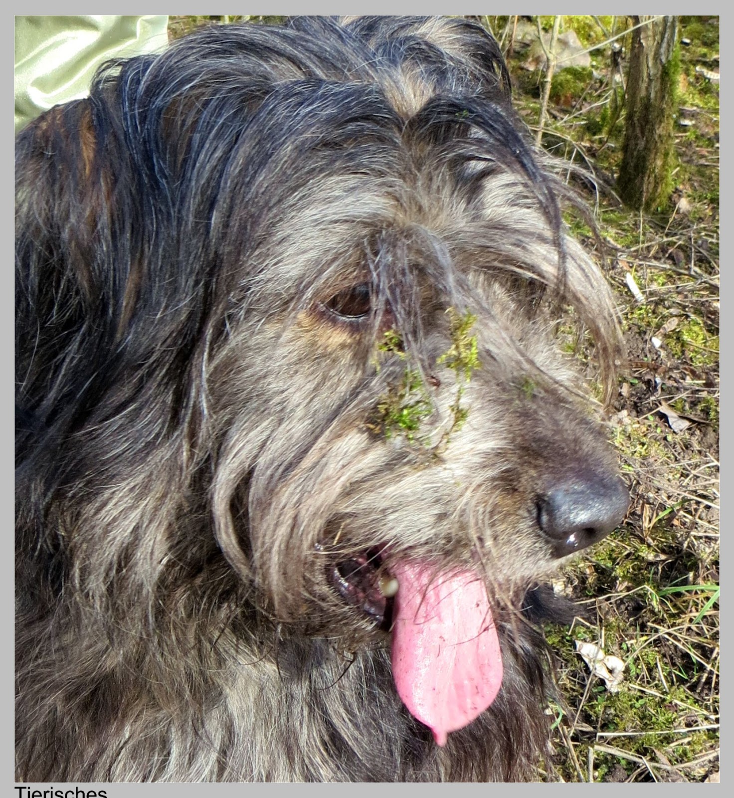 Tierisches Das letzte Winterfell