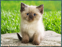 gambar kucing persia