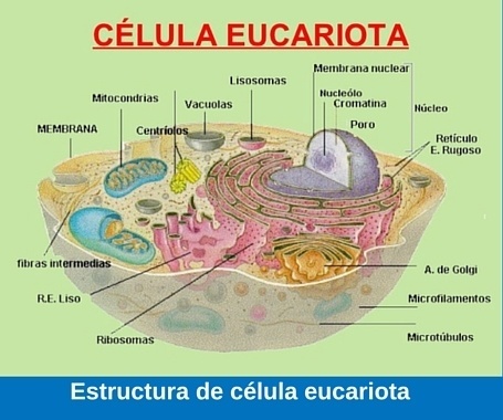 Células eucaristías