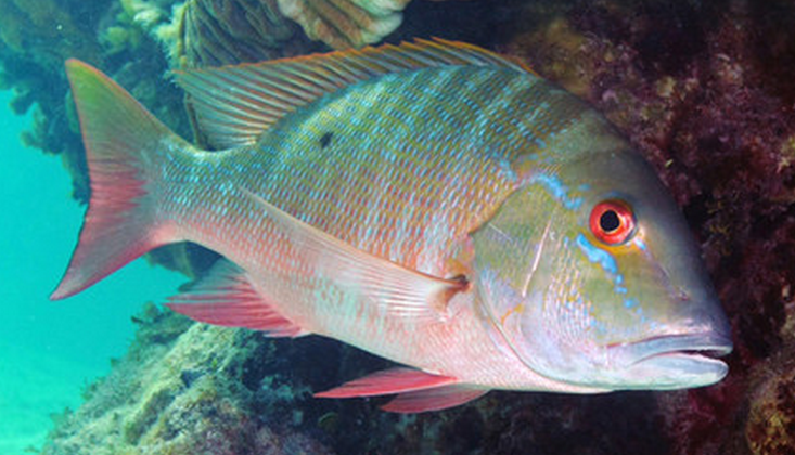 Snapper Species Red Snapper Suppliers, Buy Whole Red Snapper, Red