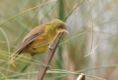 Papyrus Yellow Warbler