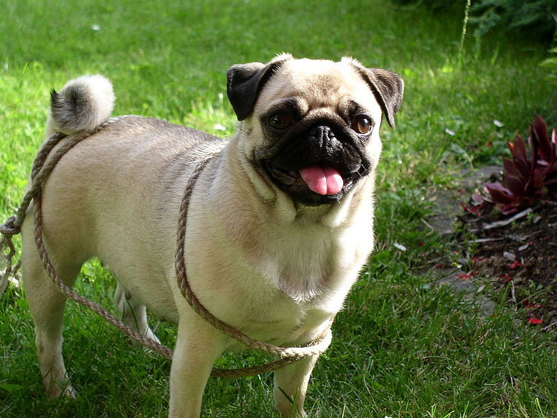 THE BEST ONLINE PETS INFO: The Pug