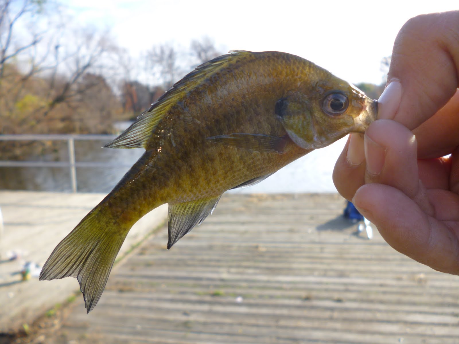 Extreme Philly Fishing: FDR and its Sustainability