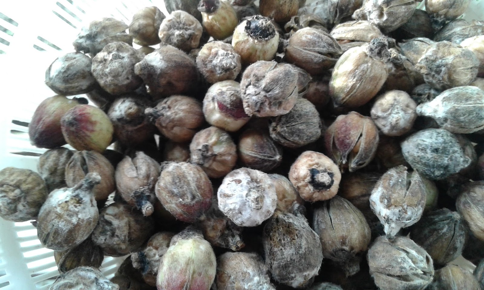 My Tropical Organic Garden How to Collect Jamaican Sorrel Seeds for