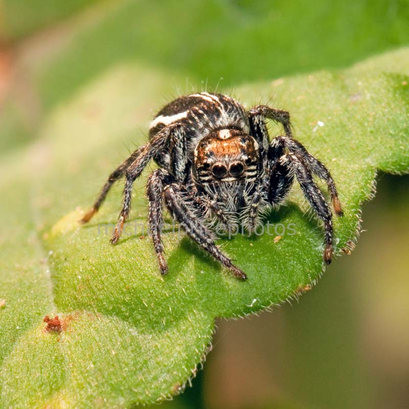 Five Star Lodge in the Addo Elephant National Park Spiders in the