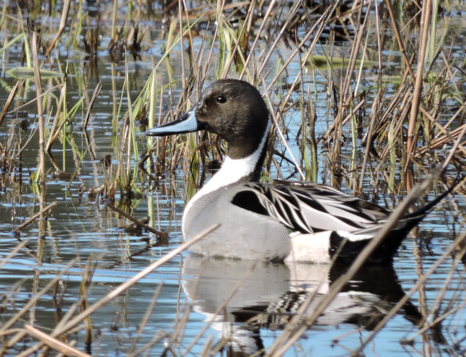 Scene Through My Eyes Pintail Ducks
