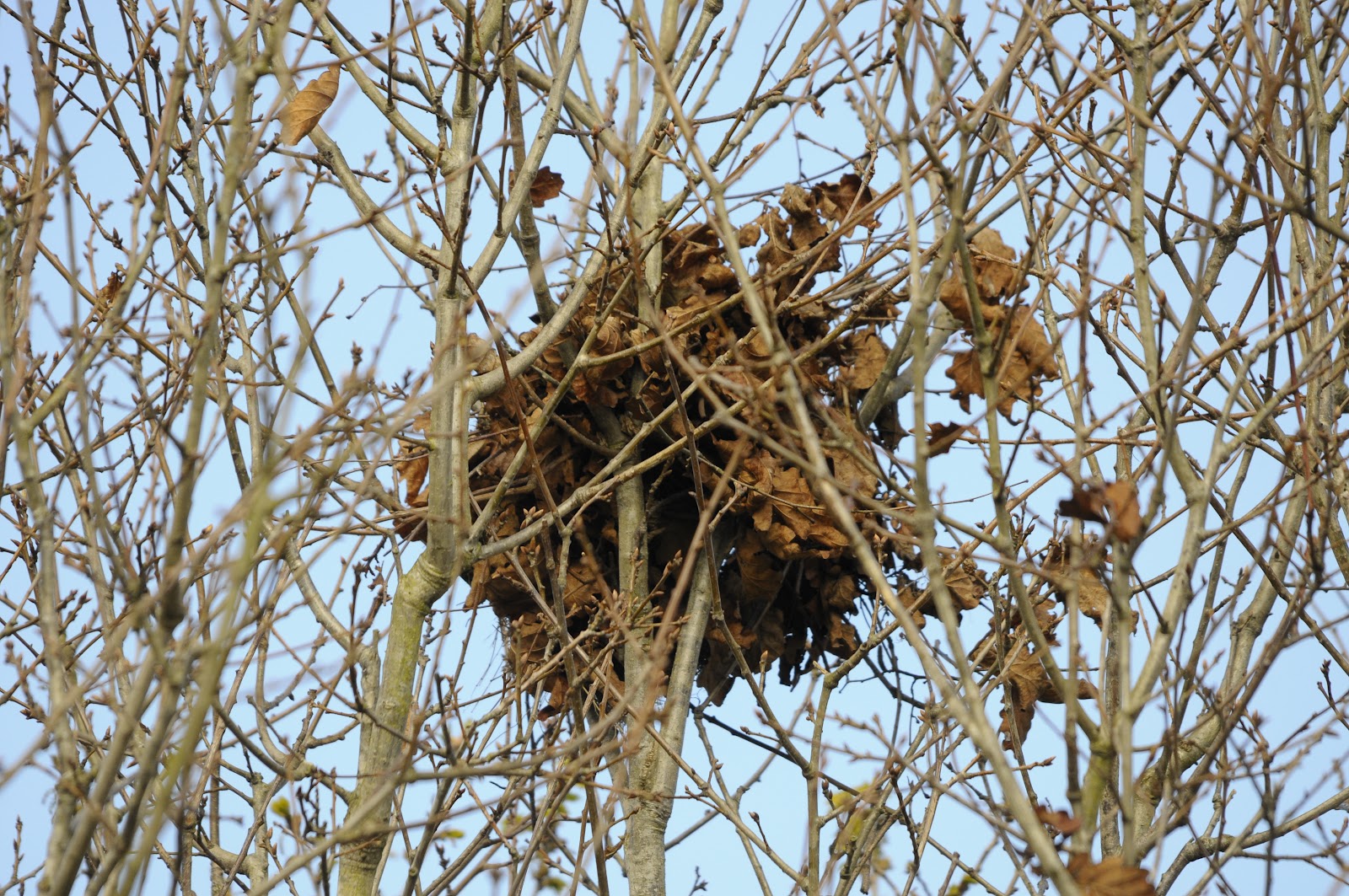 EL NIDO DEL XUAN LA ARDILLA ROJA (Sciurus vulgaris)