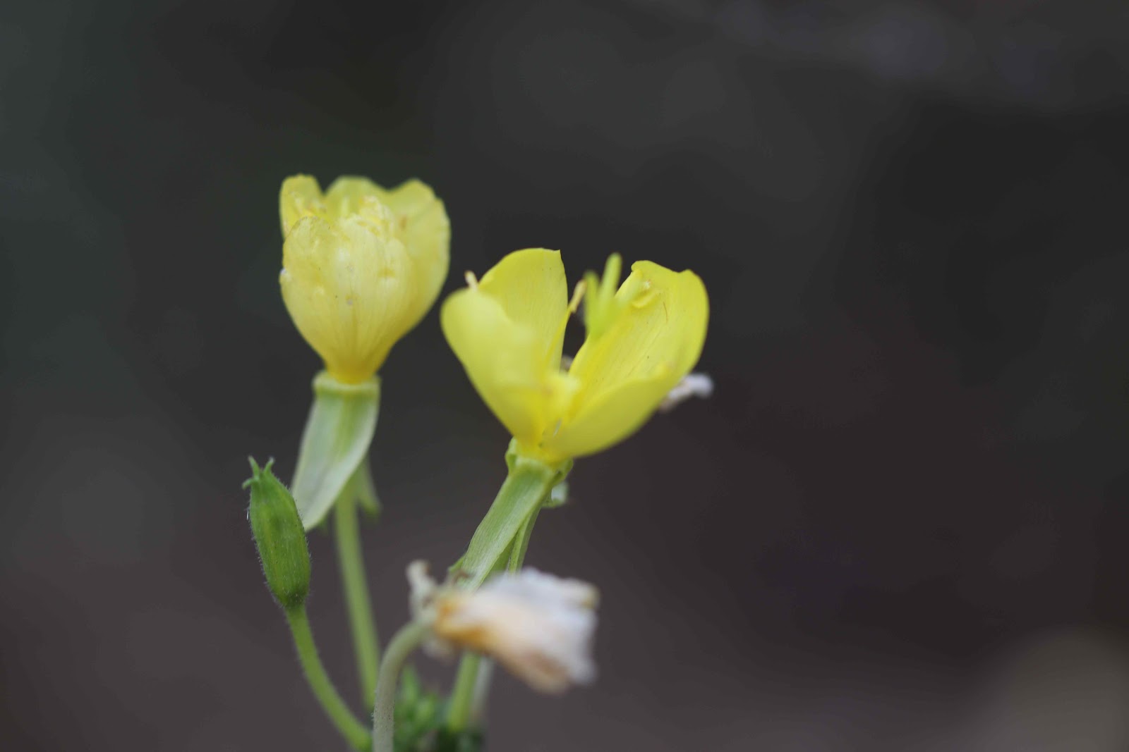 화순 계당산 쌍봉사 화순 계당산 쌍봉사