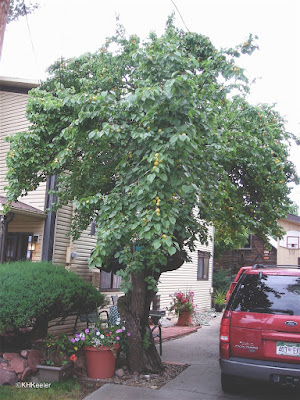 apricot tree, Carbondale Colorado apricot tree, Carbondale Colorado
