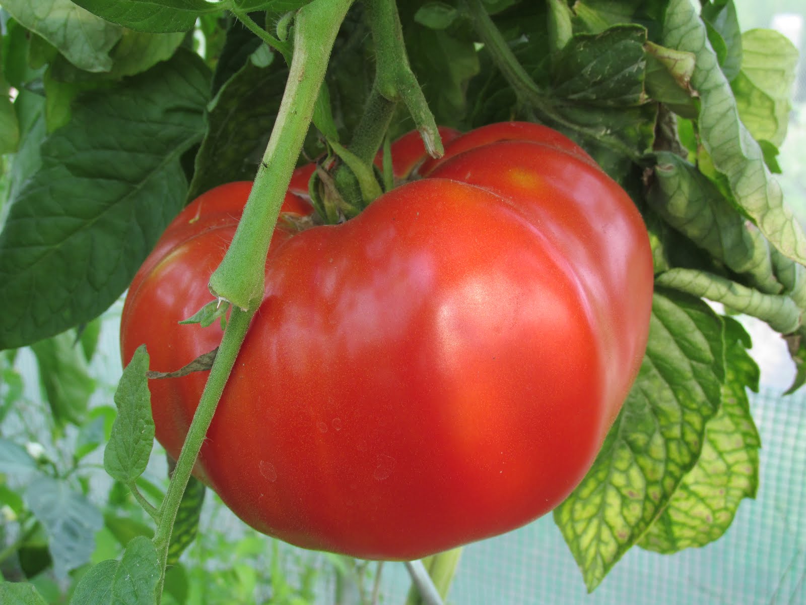 pomidory 2016r