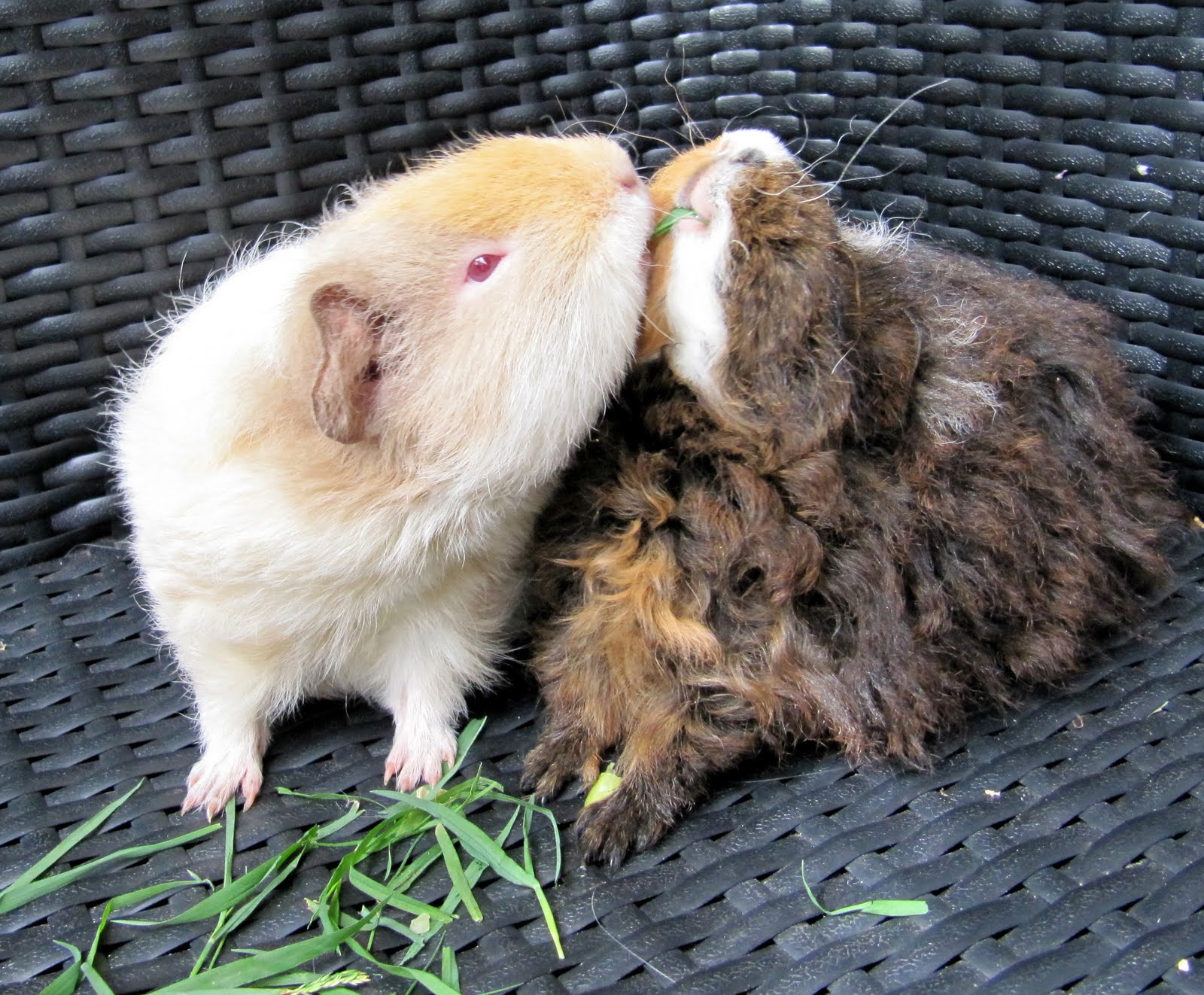 All Things Guinea Pig More updates