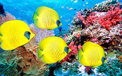 reef coral wallpapers definition background widescreen desktop earth fish