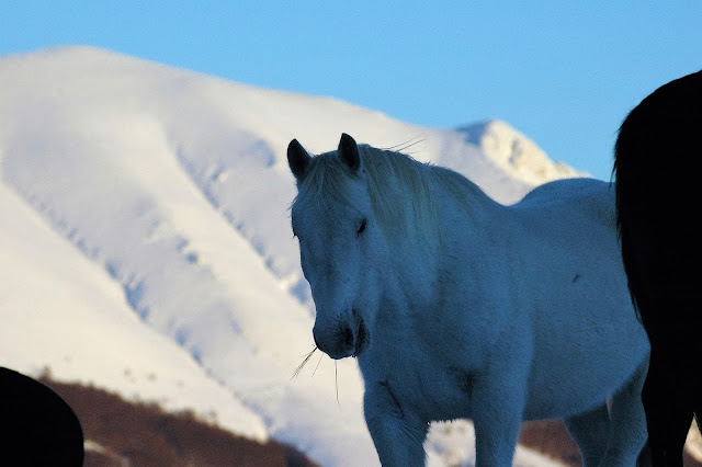 cavallo parco nazionale abruzzo