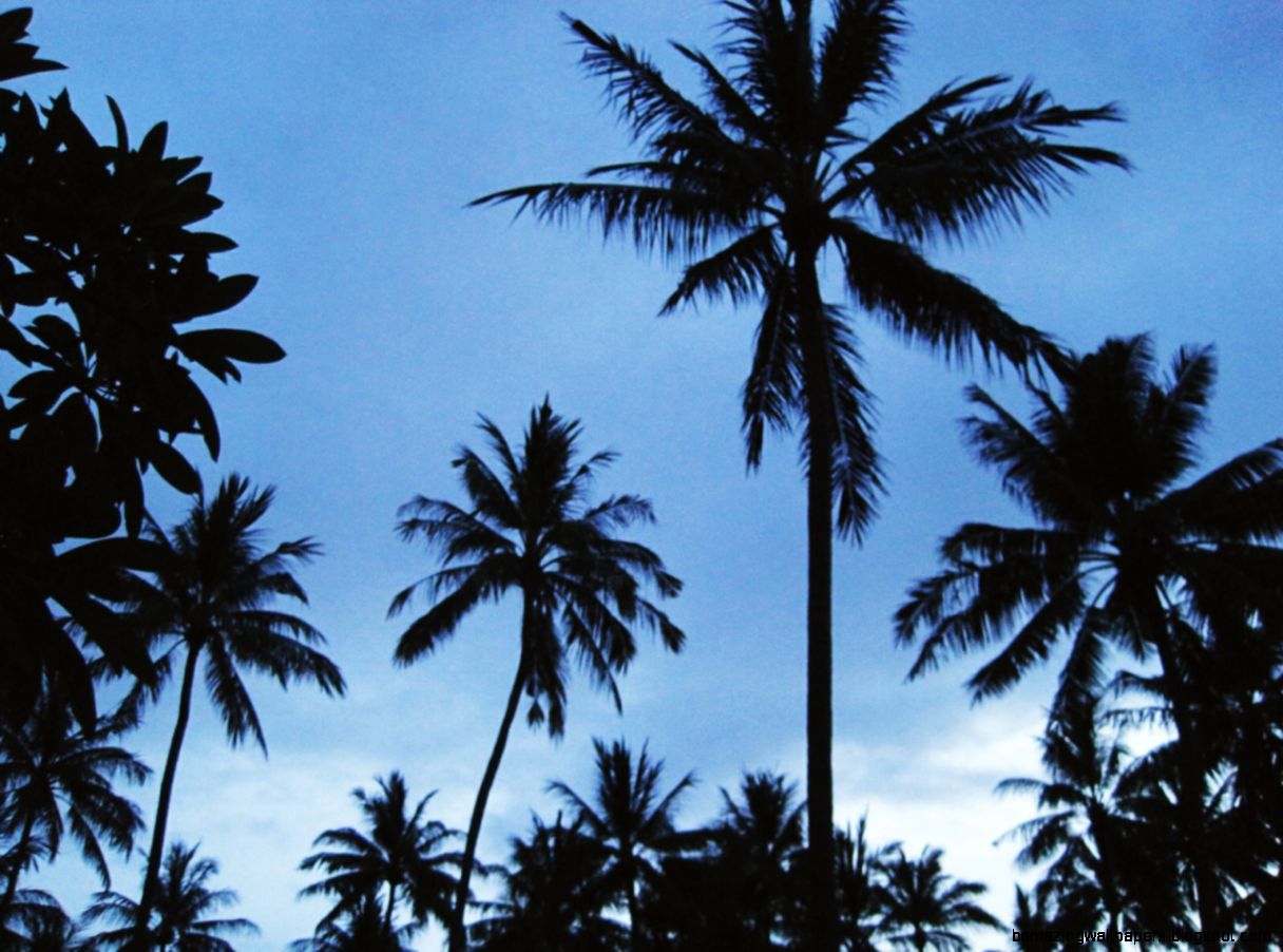 HUMAIRA — Palm trees