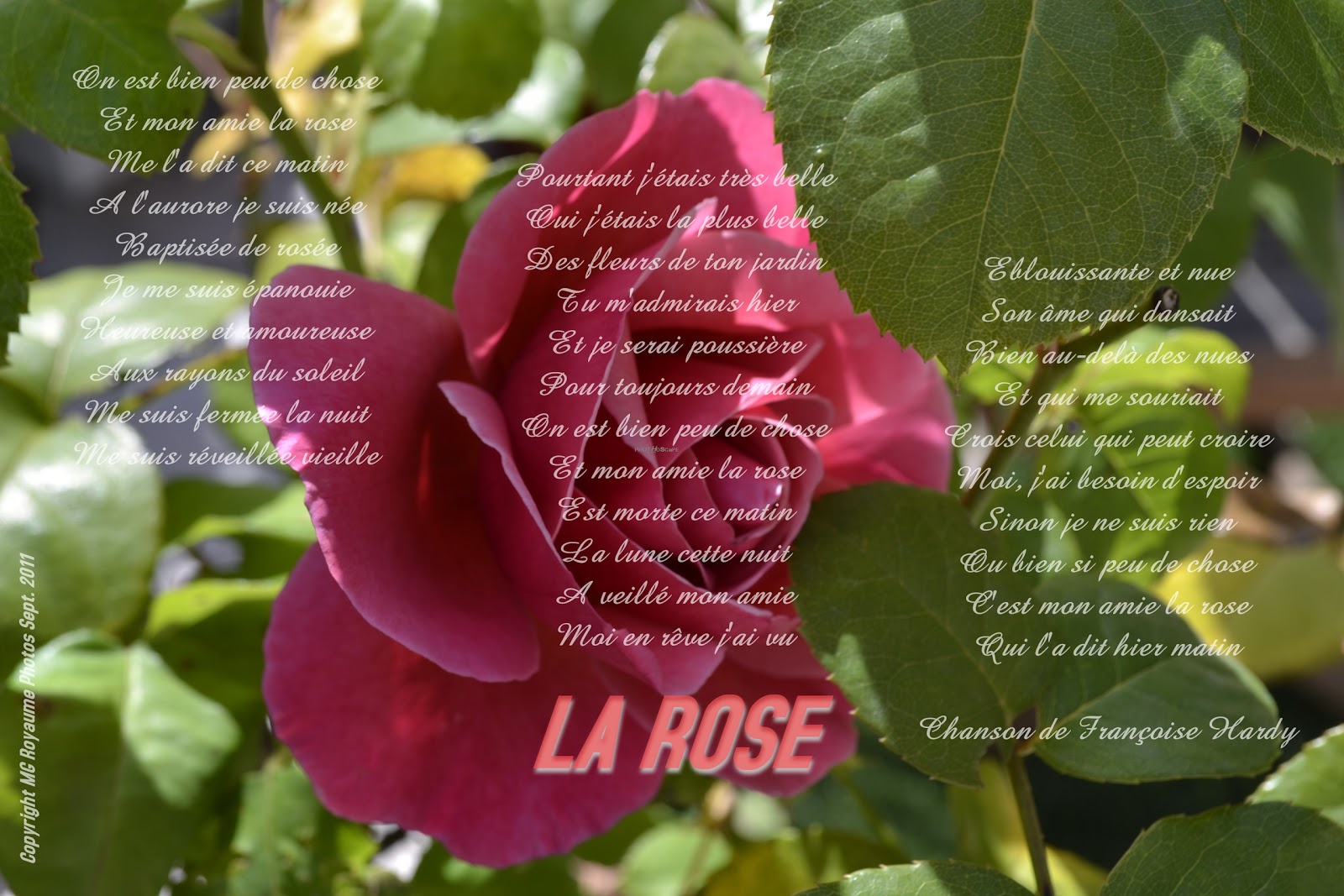 MG ROYAUME PHOTOS LA ROSE Texte de la chanson de Françoise Hardy