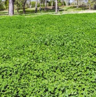 Whitetail Institute A Step By Step Guide To Food Plots Part 1